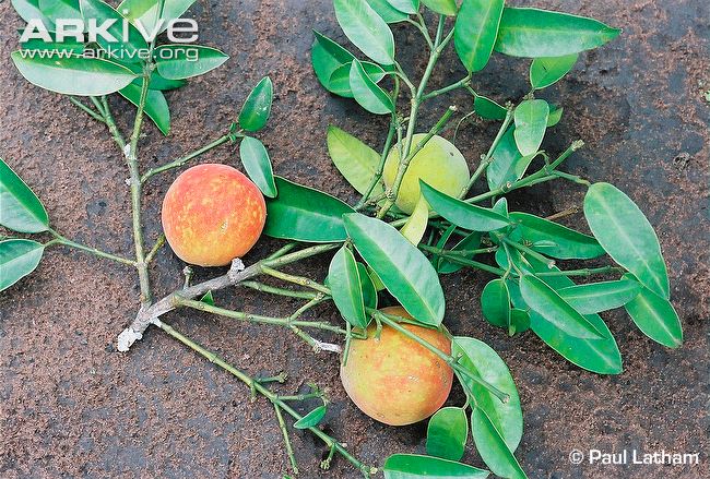 گارسینیا کولا - معرفی درختان میوه